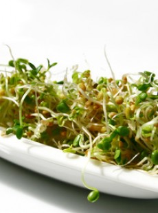 les-graines-germees-un-concentre-de-nutriments